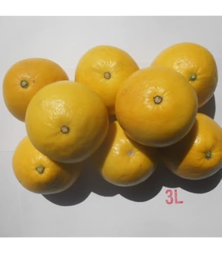 Amazon.co.jp: 【大玉サイズ】【ご家庭用】高知特産 土佐文旦 3L～4L